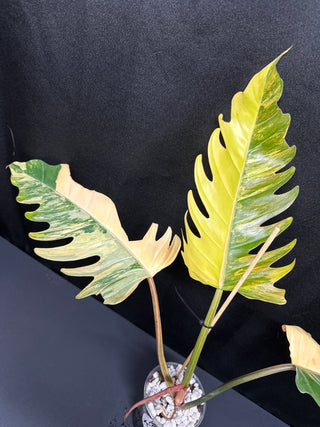 Philo. Caramel Marble