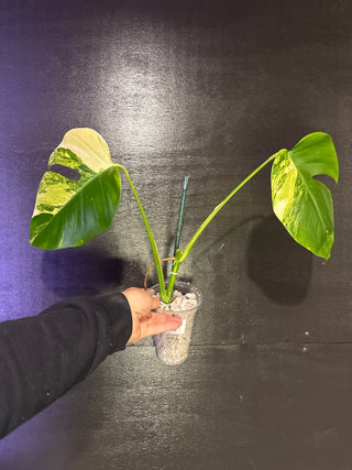 Monstera Aurea - 2 Leaves