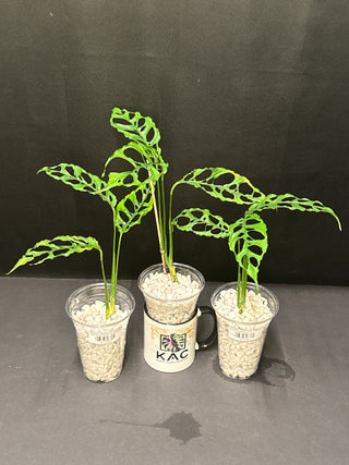 Monstera Obliqua 4" Pot - 4-5 Leaves