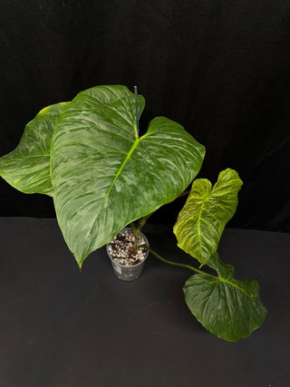 Philodendron Majestic - Big Leaves