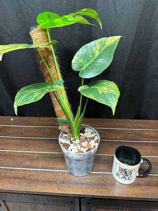 Monstera Yellow Marilyn - Medium