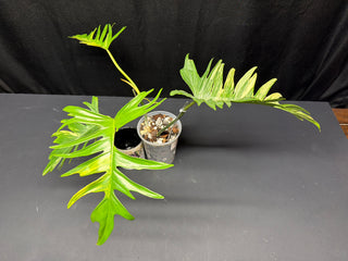 Philodendron Florida Beauty x Tortum -4 Leaves