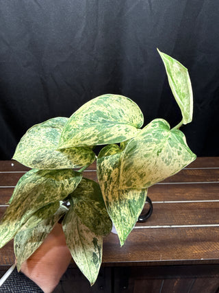 Scindapsus Creme Brulee Totem