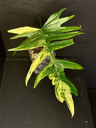 Philodendron Florida Beauty x Tortum - 1 Leaf