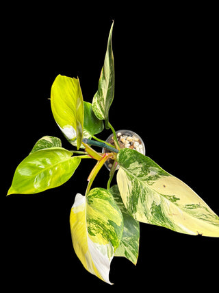 Philodendron White Princess Tri-Color