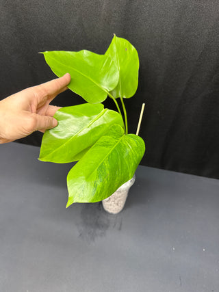 Monstera Green on Green