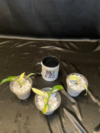 Philodendron Wend Imbe 3" Pot - 4 Leaves