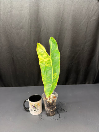 Philodendron Variegated Billie 2 Leaves