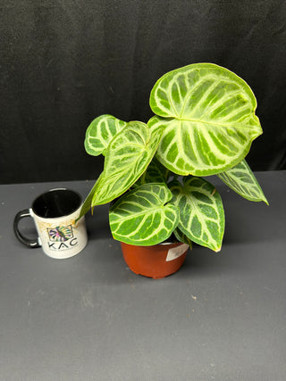 Anthurium Hybrid Silver Blush 6"