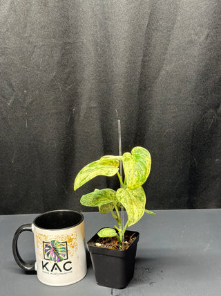 Scindapsus Creme Brulee Totem Smaller