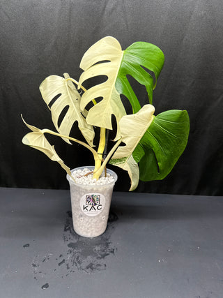 Monstera Albo Sectoral