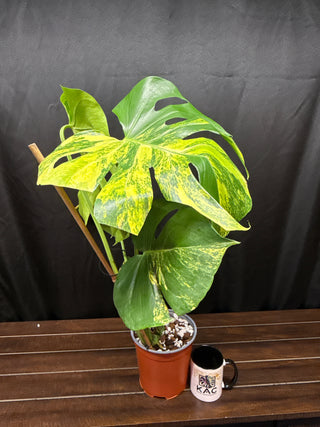 Monstera Yellow Marilyn