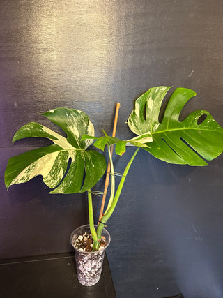 Monstera Albo White Tiger - 3 Leaves