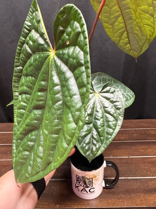 Anthurium RVDP x Luxurians