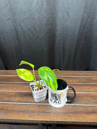 Philodendron Green Congo Nuclear - Small