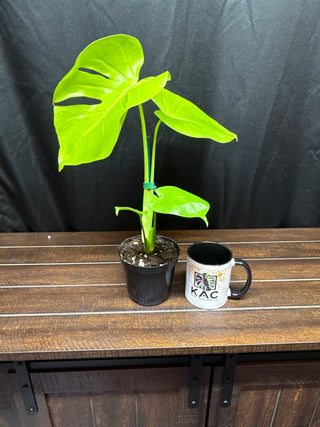 Monstera Lemon Lime