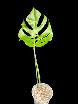 Monstera Form6 - Single Leaf