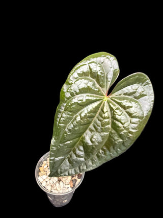 Anthurium Shuar Princess