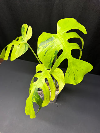 Monstera Light Lime