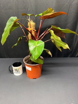 Philodendron Dark Lord 7" Totem