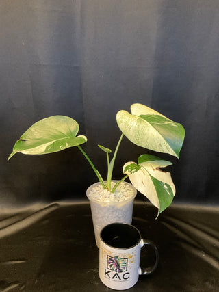 Monstera Mint AN146 5" Pot - 3-4 Leaves