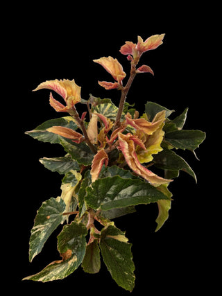 Begonia - Ginny Galaxy - 4"