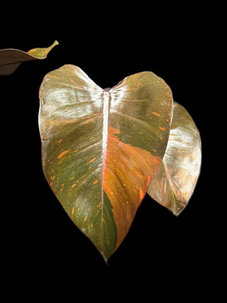 Philodendron Orange Princess