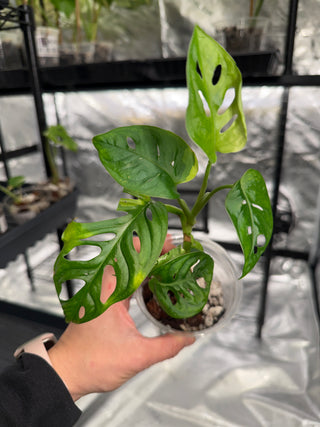 Monstera Adansonii Aurea Japan- 6 Leaves