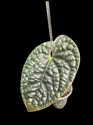 Anthurium Luxurians