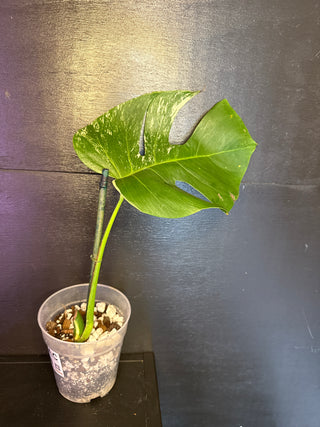 Monstera Albo White Tiger - 1 Leaf