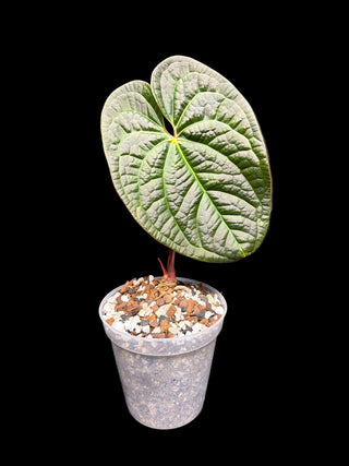 Anthurium Lux Equador x Pap Yellow Vein 8" Pot