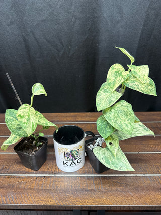 Scindapsus Creme Brulee Totem