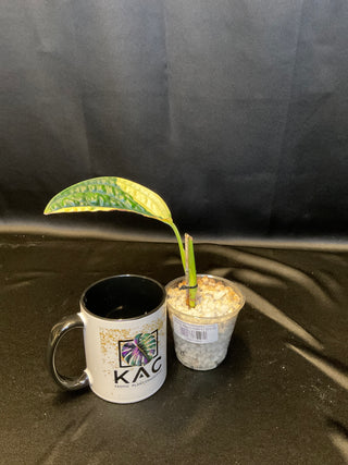 Monstera Peru Variegated - 1 Leaf