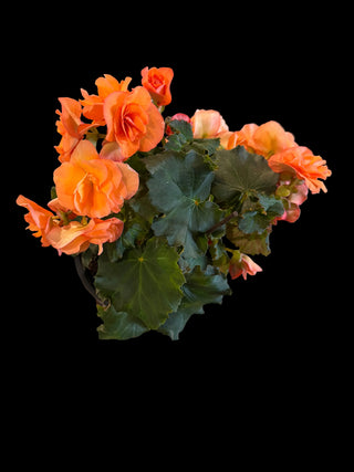 Begonia - Portofino - 6" Pot