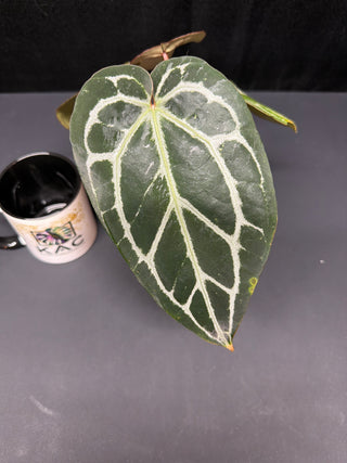 Anthurium Pap Skg Red Crystal X Doc. Block Michelle