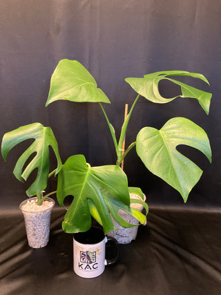 Monstera Brazilian Form 5" Pot - 3 Leaves