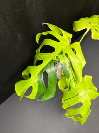 Monstera Lite Lime
