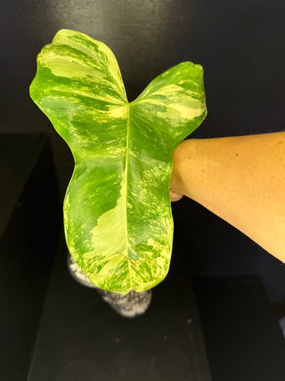 Philodendron 'Jenifer' Florida Beauty x Billie 1 Leaf