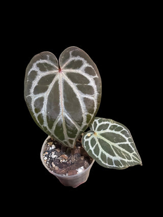 Anthurium Pap Skg Red Crystal X Doc. Block Michelle