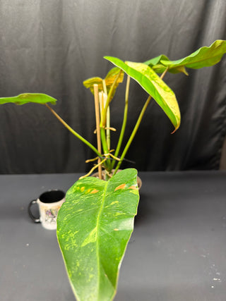 Philodendron Whipple Way XL