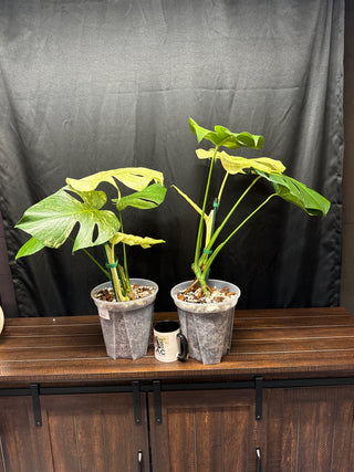 Monstera White Monster