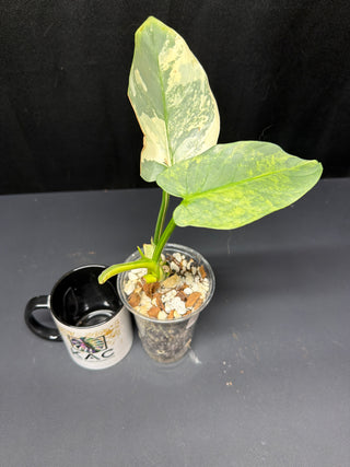 Philodendron Silver Sword Variegated AN125
