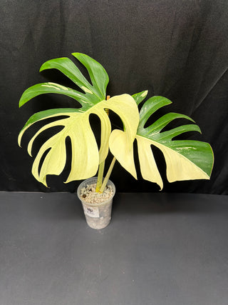 Monstera Jungle Mint - 2 Leaves