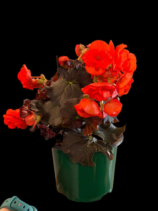 Begonia - Portofino - 6" Pot