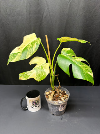Monstera Aurea 5" Pot - 4 Leaves