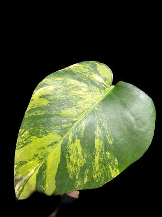 Monstera Aurea Single Leaf