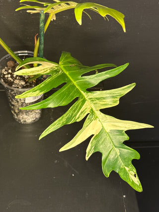 Philodendron Florida Beauty x Tortum - 3 Big Leaves