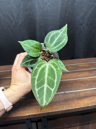 Anthurium Brielle x Zara