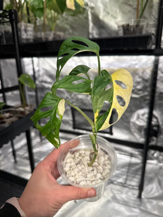 Monstera Adansonii Indo Mint - 3 Leaves