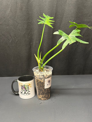 Philodendron Variegated Radiatum 4" Pot - 3Leaves